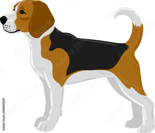 Beagle dog standing in profile vector illustration