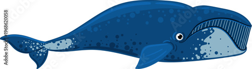 Blue right whale aquatic mammal illustration swimming