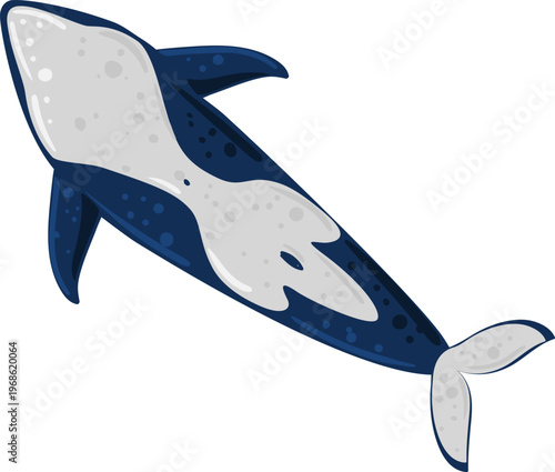 Orca or killer whale swimming cartoon illustration