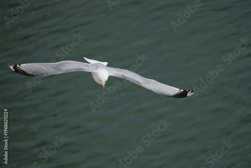 seagull in flight