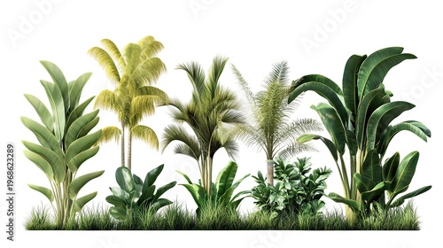 A collection of tropical plants on transparent background