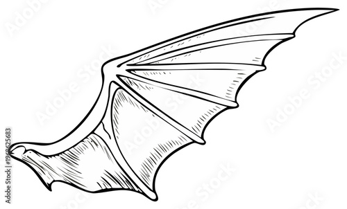 Line art illustration of a single bat wing anatomical detail of a creature's appendage for clip art or vector design