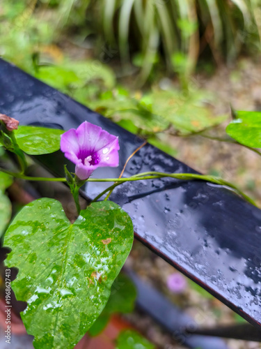 small morning glory flower in the rain in a garden