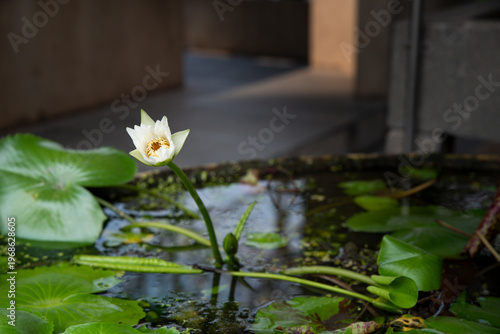 White flower is floating in a pond. The pond is surrounded by green plants and has a calm, peaceful atmosphere