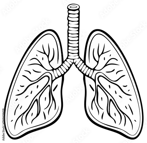 Stylized Illustration of Human Lungs and Trachea Anatomical Diagram