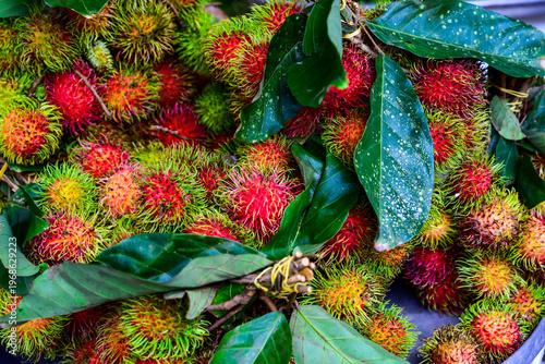 Bunch of green and red rambutans are on a branch. The rambutans are ripe and ready to be eaten