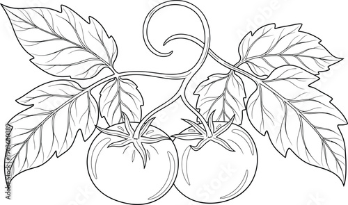Hand drawn illustration of two ripe tomatoes on a vine with detailed leaves, black and white vector line art sketch.