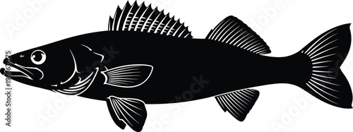 Walleye Fish Silhouette Featuring Detailed Fins and Scales Isolated on White Background for Fishing Tournament Logos and Aquatic Nature Vector Design