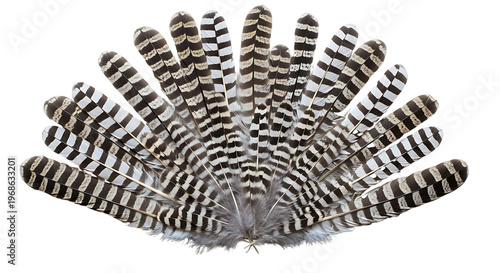 A detailed illustration of a peacock feather fan in intricate black and white patterns