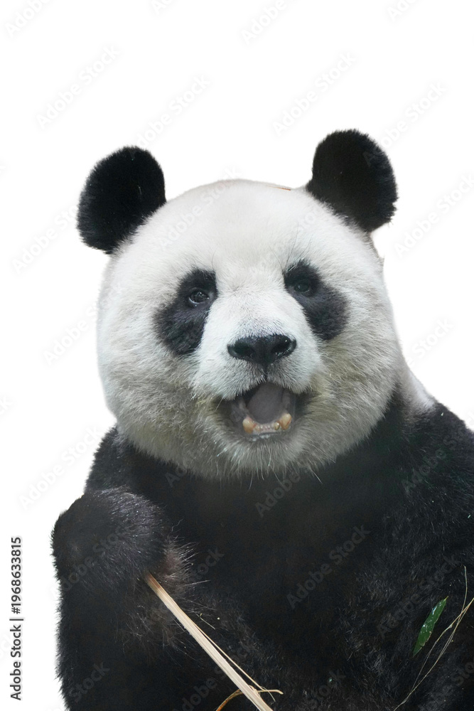 Fototapeta premium Giant panda with open mouth close up isolated on black background, expressive wildlife animal portrait showing powerful teeth and playful facial expression.