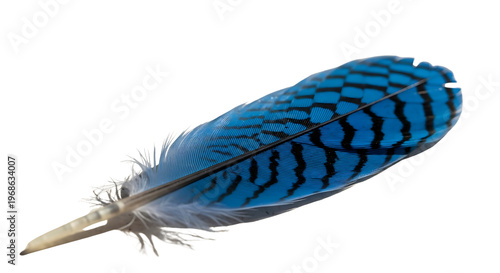 A close-up view of a vibrant blue feather with intricate patterns and fine details