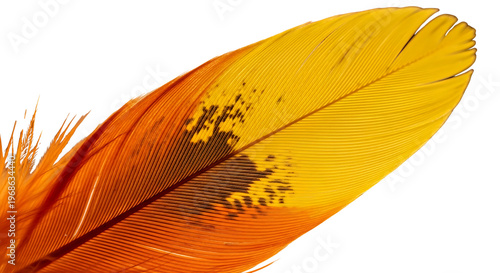 Intricate feather with vibrant orange and yellow hues and delicate vein patterns