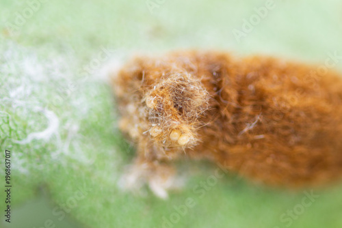 Brown-tail moth (Euproctis chrysorrhoea) covered eggs on leaf close up,  macro brown-tail moth pupal nest, Brown-tail moth eggs laid in mass surrounded by hairs from female moth 