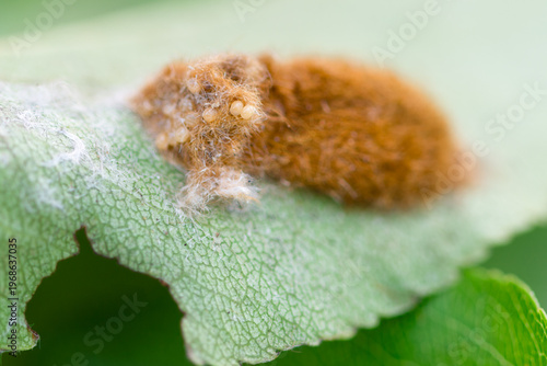Brown-tail moth (Euproctis chrysorrhoea) covered eggs on leaf close up,  macro brown-tail moth pupal nest, Brown-tail moth eggs laid in mass surrounded by hairs from female moth 