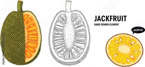 Jackfruit Vector Illustration Featuring Colored and Hand Drawn Outline Jackfruit with Cross Section Tropical Exotic Fruit Design Element Collection