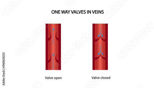 One-Way Valves in Veins Showing Blood Flow and Valve Function (Open and Closed States)