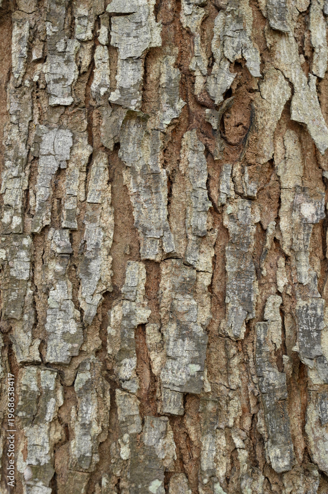 Fototapeta premium Close-up detail of the bark of the trembesi tree