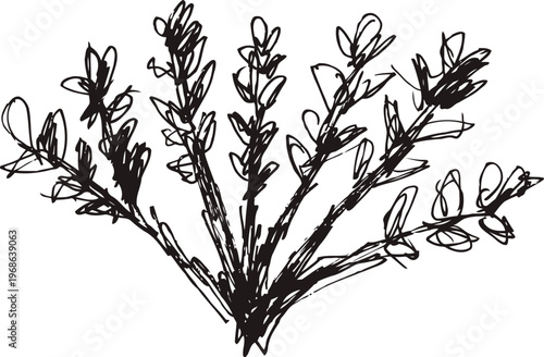 Hand drawn herb sketch with detailed leaves and stems, botanical line art illustration