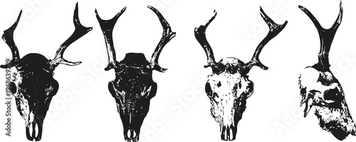 Four deer skulls with antlers isolated on white background animal trophy hunting collection