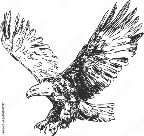 Eagle soaring with wings spread wide ready to catch prey detailed black and white illustration