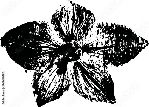 detailed black ink drawing of a five petaled flower with textured shading