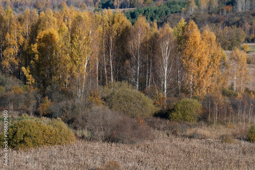 Sunny autumn landscape. Izborsko-Malskaya valley. Pskov region, Russia