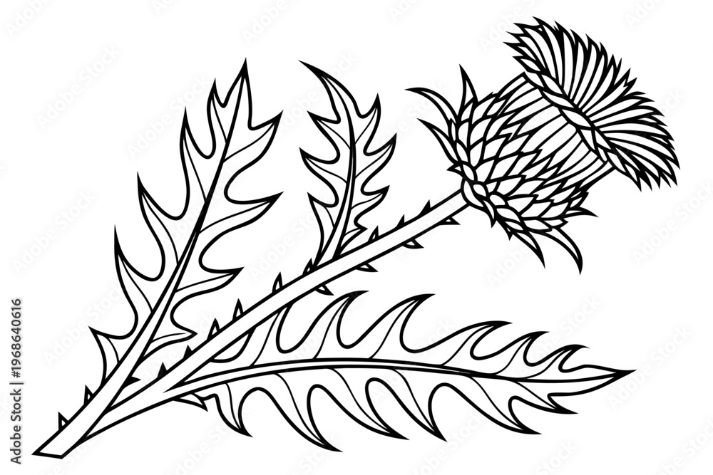 Obraz premium coloring page line art the thistle flower black vector