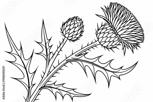 coloring page line art the thistle flower black vector