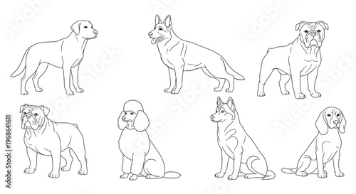 dogs vector illustration
