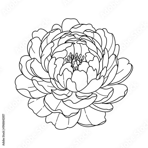 Peony Flower Line Art Minimalist Botanical Drawing