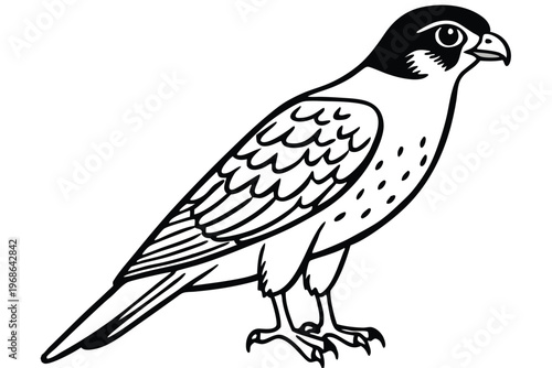 merlin bird silhouette line art vector illustration with a white background