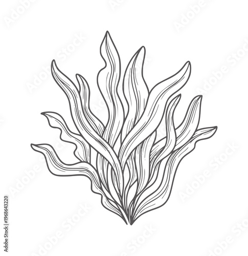 Hand drawn black and white of seaweed fronds kelp ocean underwater marine