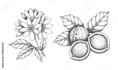 Hand drawn botanical of delicate white flowers and walnuts nature plant leaf