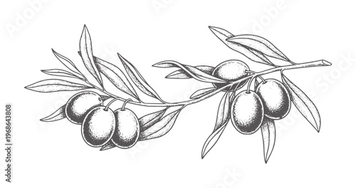 Vintage of an olive branch with ripe olives and leaves