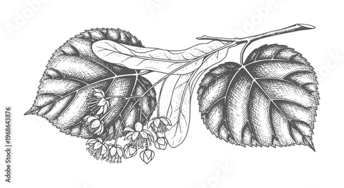 Vintage botanical of linden tree branch with leaves and flowers