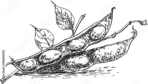 Black and white sketch of soybeans in open pods with leaves on a white background