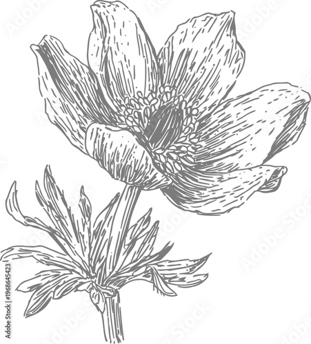 Detailed hand drawn flower sketch with leaves, botanical vintage drawing of delicate bloom