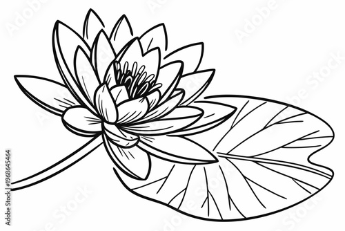 coloring page line art the water lily flower black vector