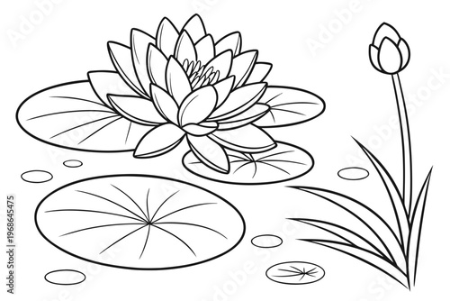 coloring page line art the water lily flower black vector