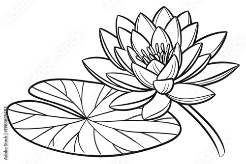 coloring page line art the water lily flower black vector