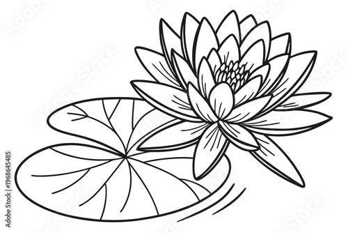 coloring page line art the water lily flower black vector