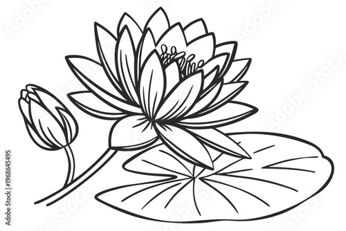 coloring page line art the water lily flower black vector