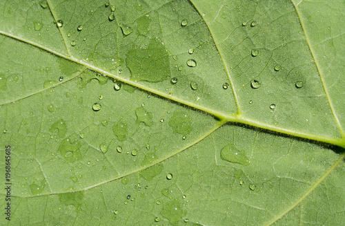 Close-up of a green leaf with water drops and detailed vein structure. Ecological concept.