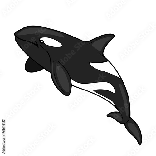 Playful Orca Killer Whale Vector Illustration