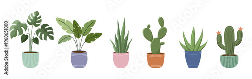 Collection of indoor house plants in colorful ceramic pots