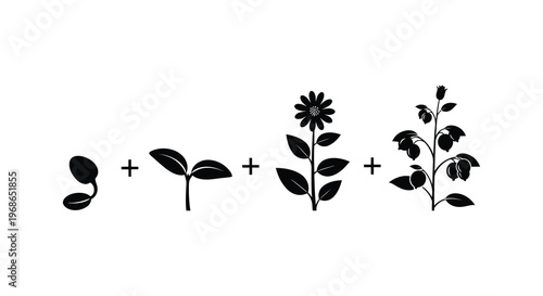 A graphic depiction of plant growth stages from seed to mature plant presented as a stark silhouette high quality professional detailed