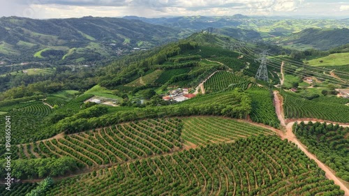 Aerial view of coffe plantation on farm - Serra Negra, São paulo, Brazil