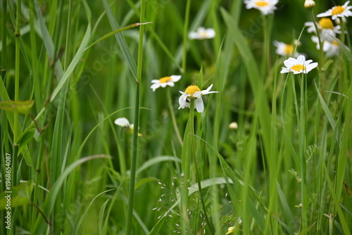 Wild chamomile flowers blooming in a green field, nature backgraund.