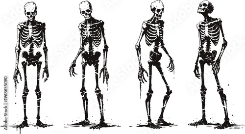Human skeleton in four different standing positions anatomical bones illustration, medical and educational concept