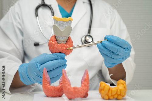Canvastavla Hyperthyroidism, Overactive Thyroid, Thyroid Lymphoma, Asian doctor with thyroid gland human anatomy model in hospital